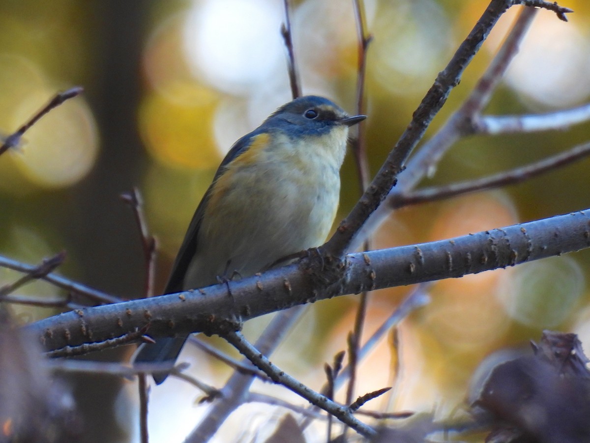 Red-flanked Bluetail - ML645247897