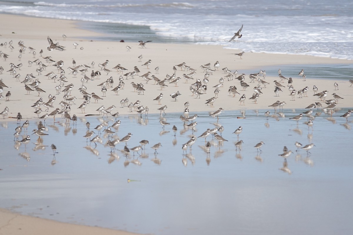 Semipalmated Sandpiper - ML645247898