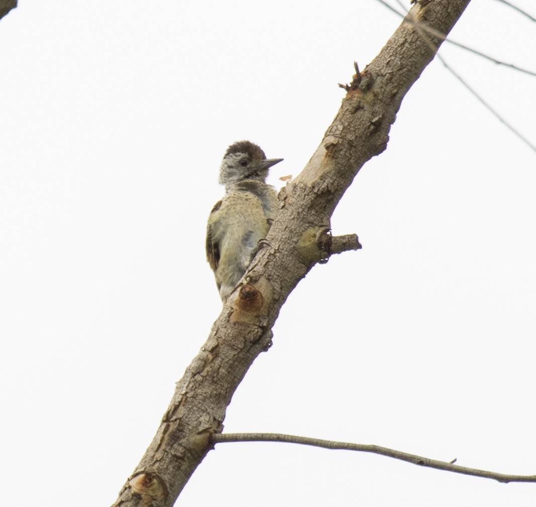 Göğsü Benekli Ağaçkakan - ML645247901