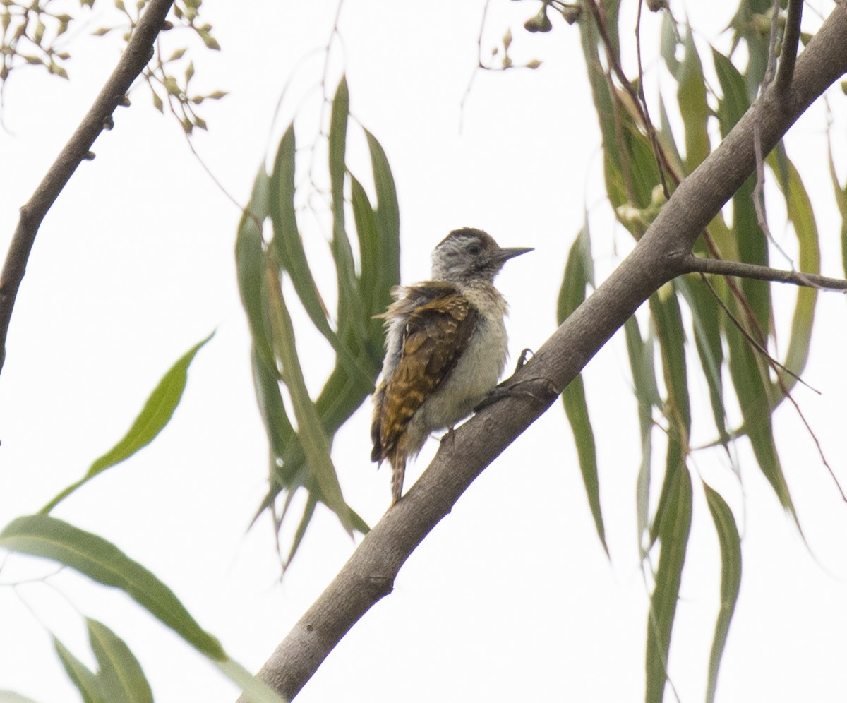 Göğsü Benekli Ağaçkakan - ML645247902