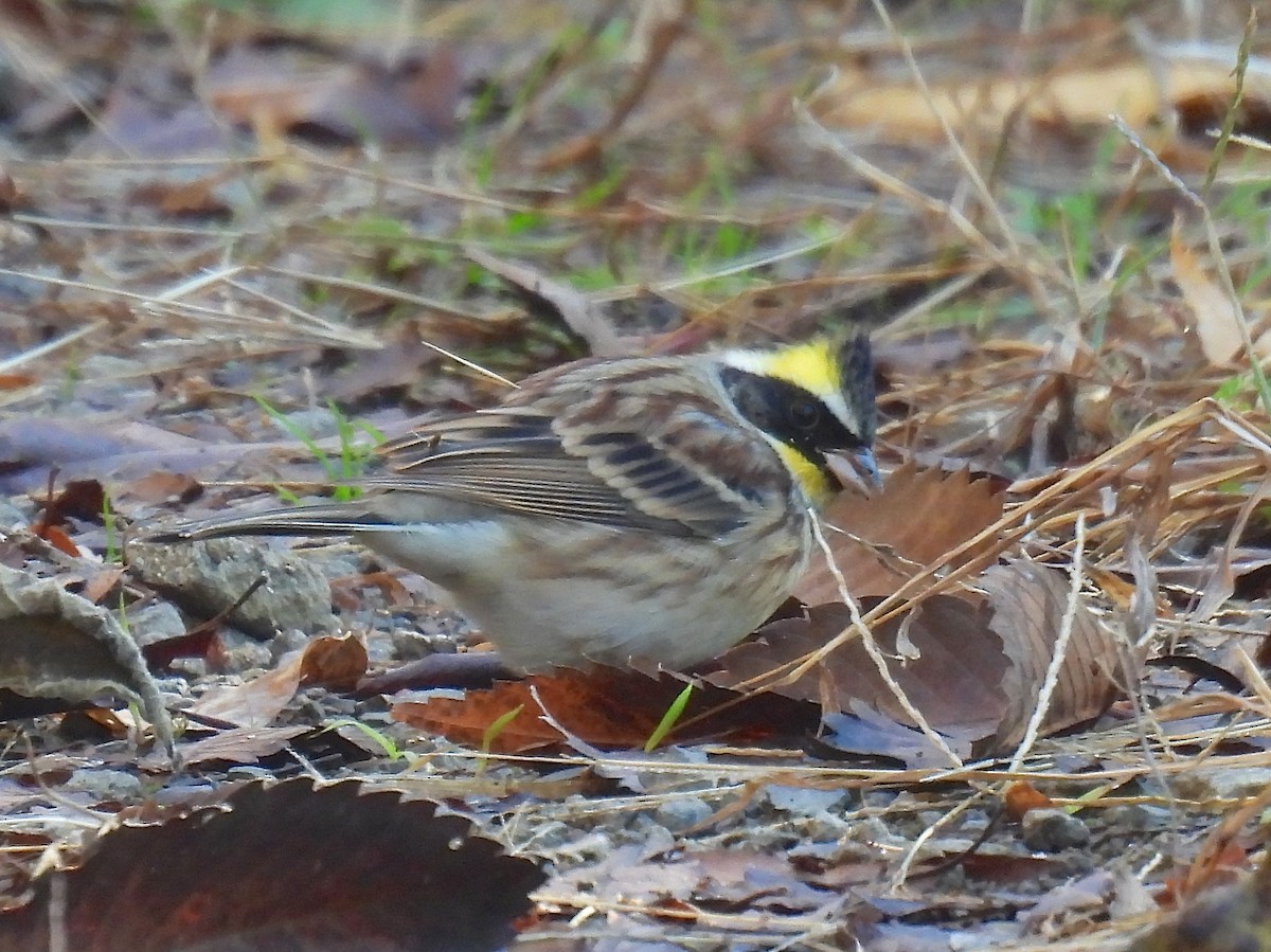 Yellow-throated Bunting - ML645247908