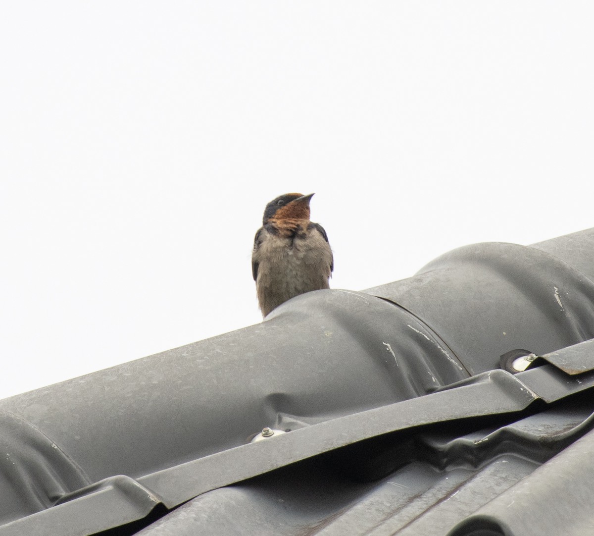 Angola Swallow - ML645247911