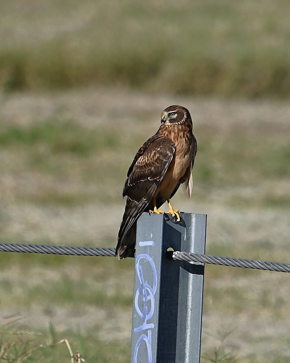 Лунь американський - ML645247914