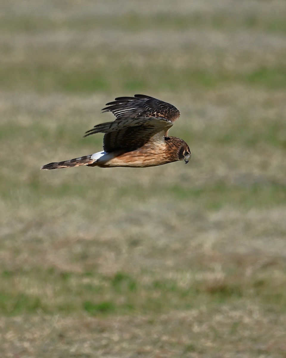 Лунь американський - ML645247915