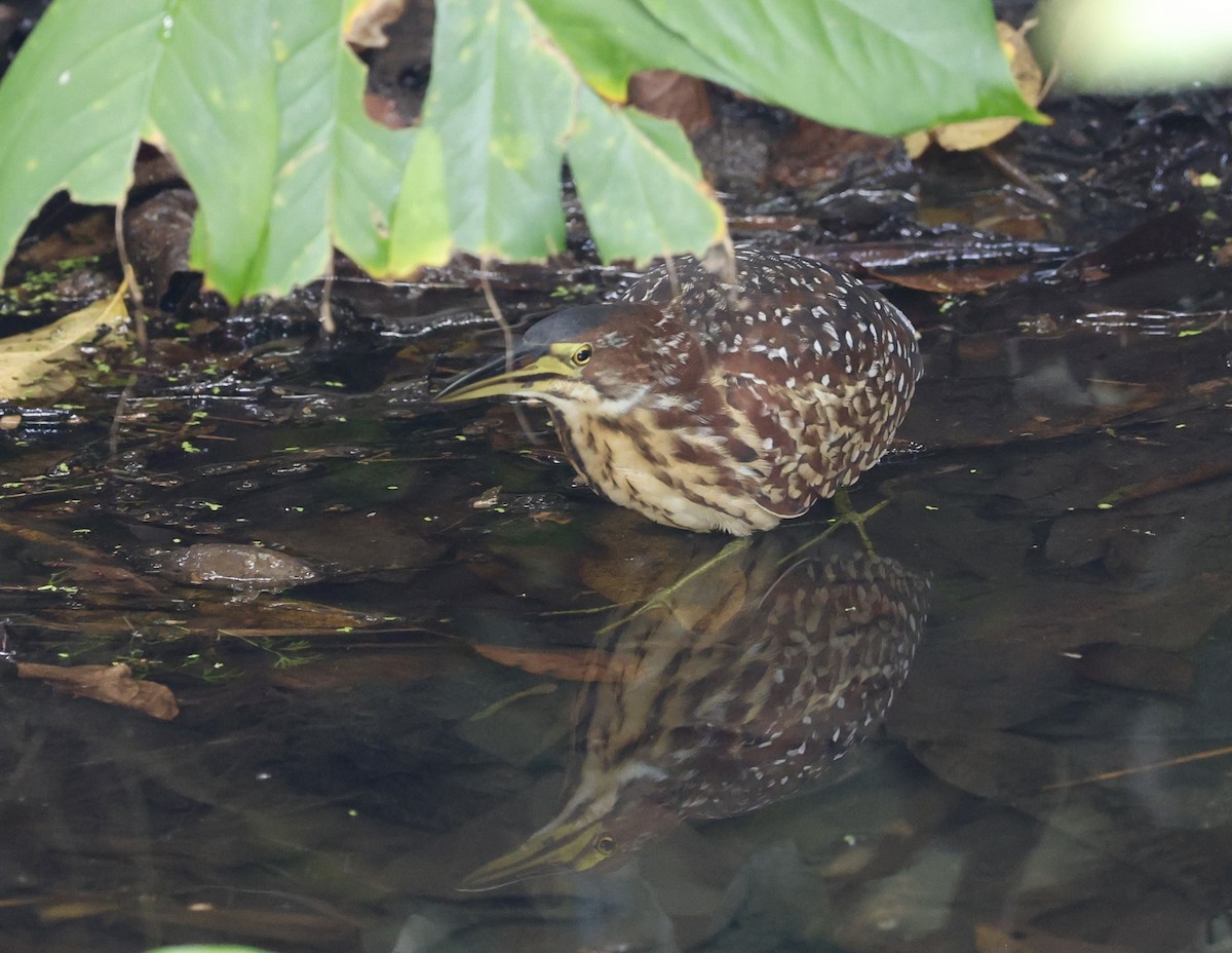 Schrenck's Bittern - ML645247919