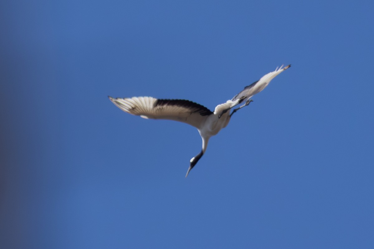 Red-crowned Crane - ML645247926