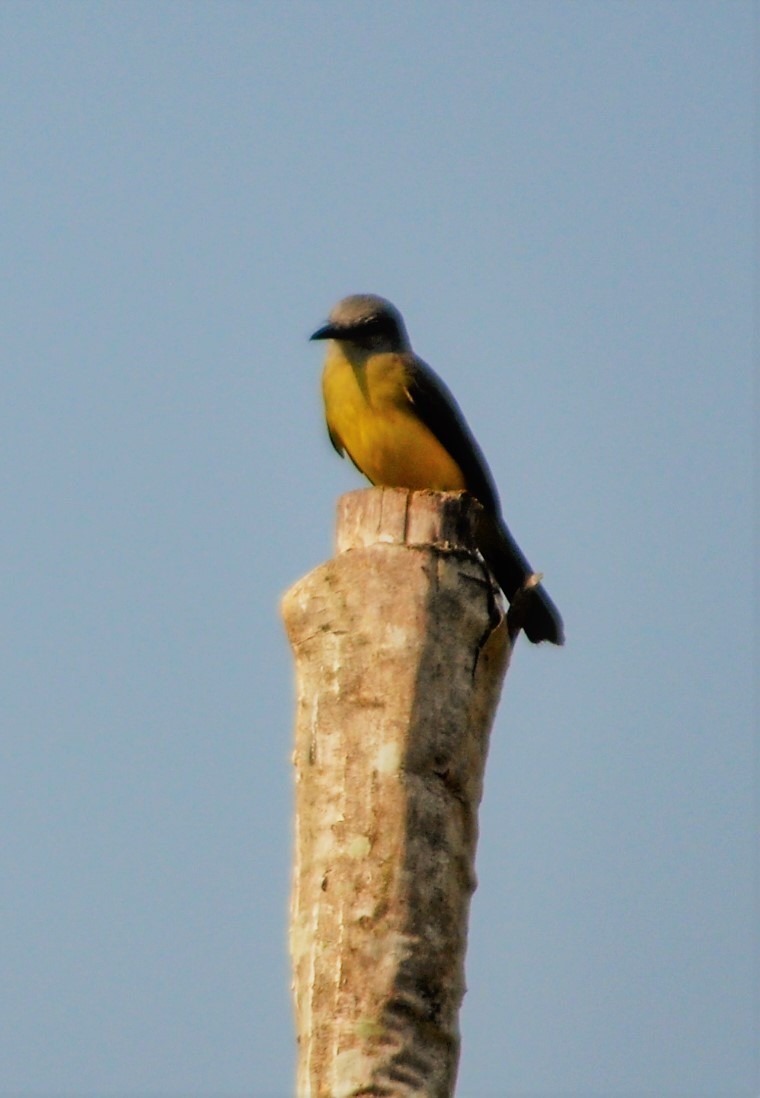 Greenish Yellow-Finch - ML645247930