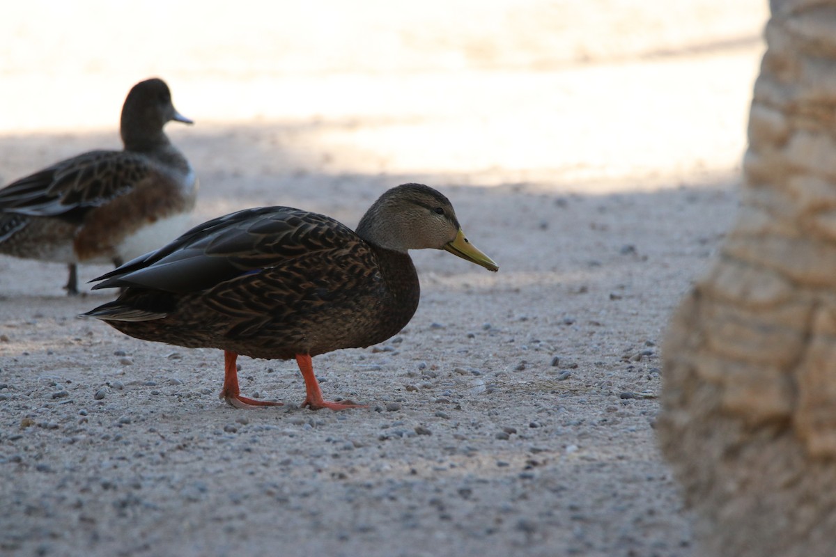 Mallard/Mexican Duck - ML645247933