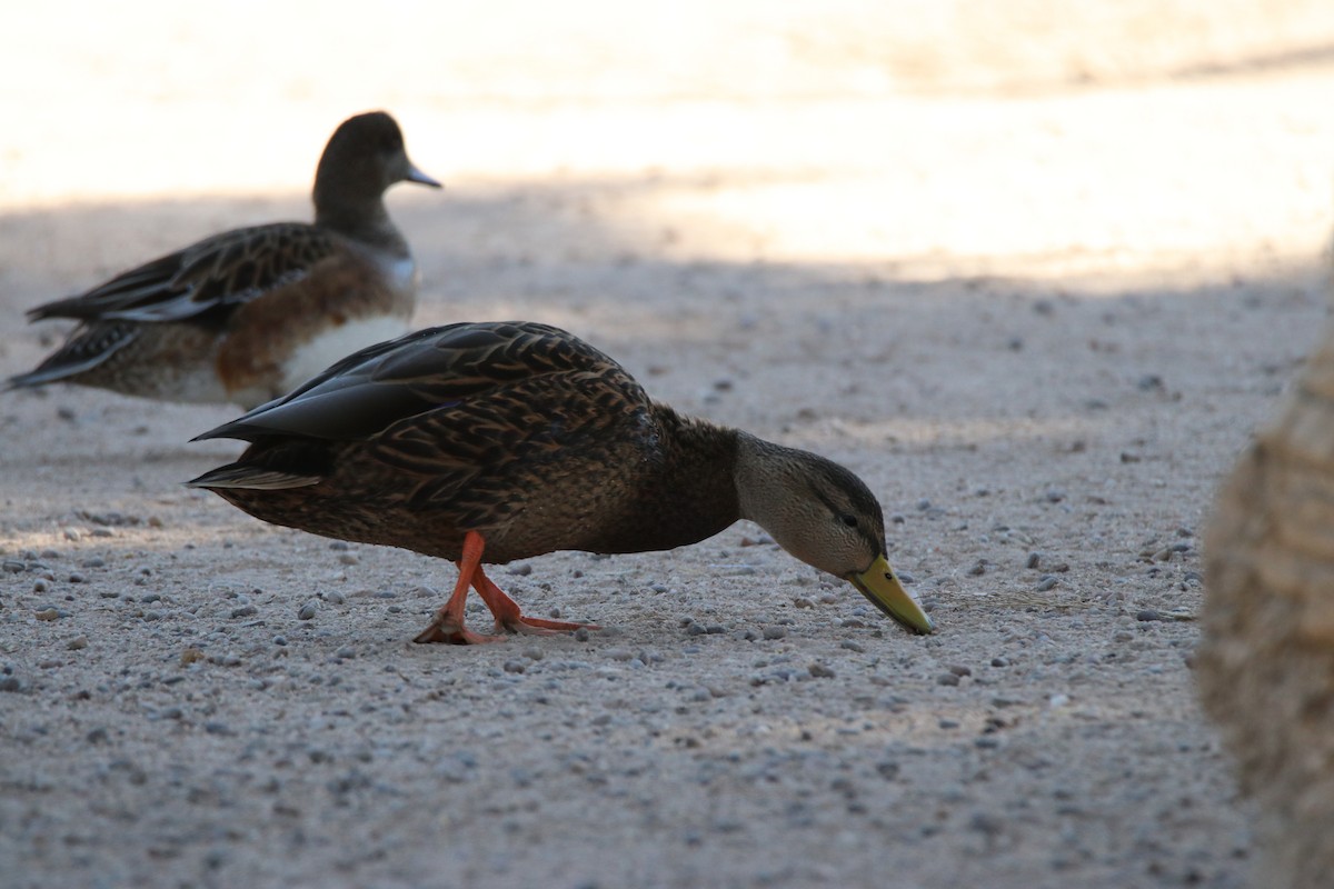 Mallard/Mexican Duck - ML645247934