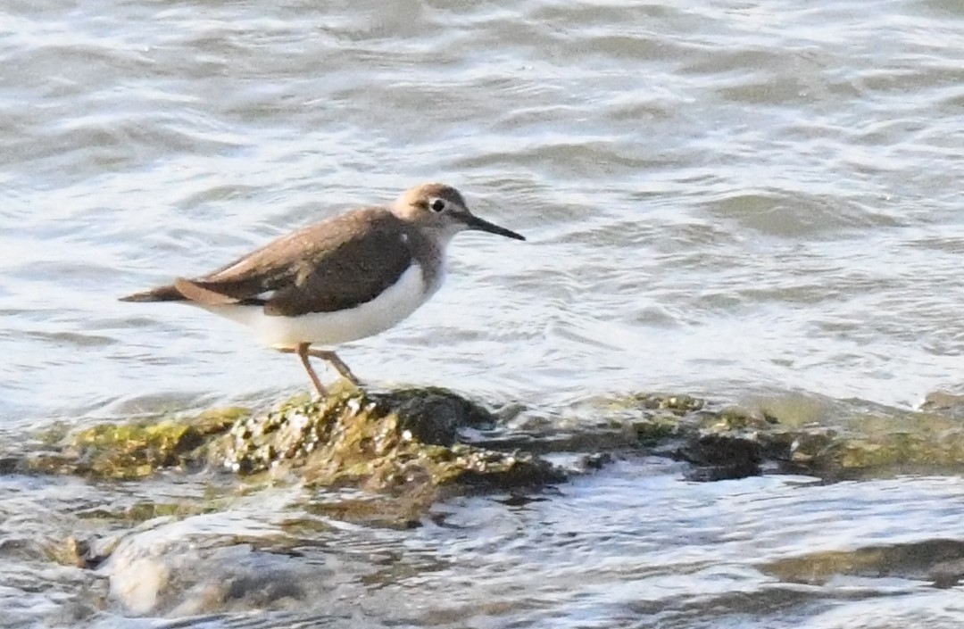 Common Sandpiper - ML645247942