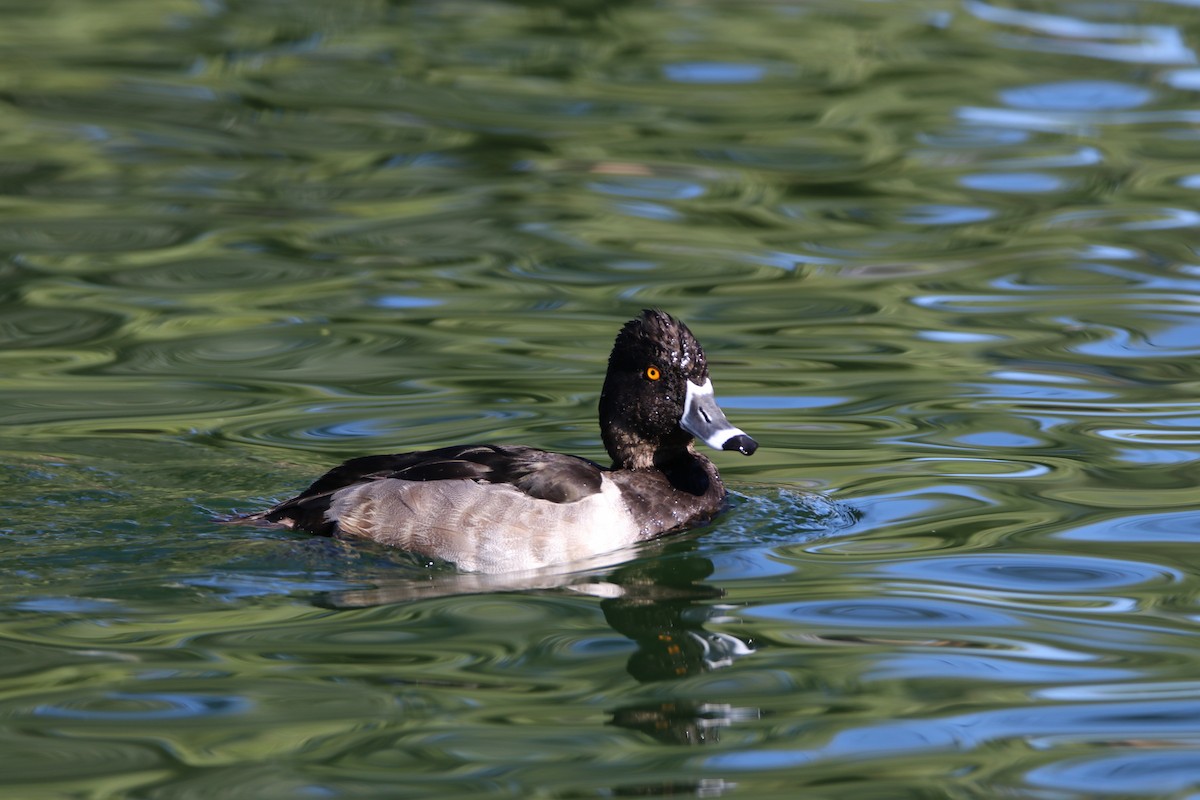 Ring-necked Duck - ML645247945