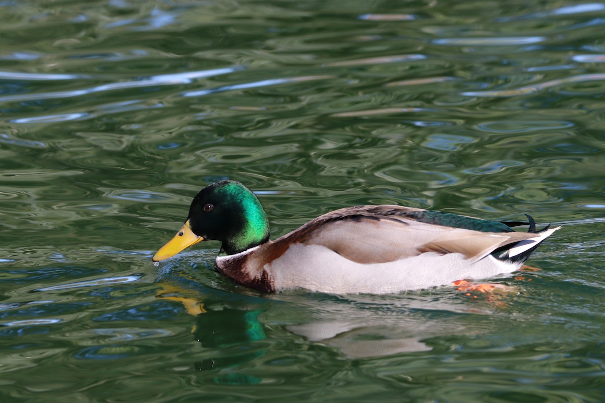 Mallard - ML645247947