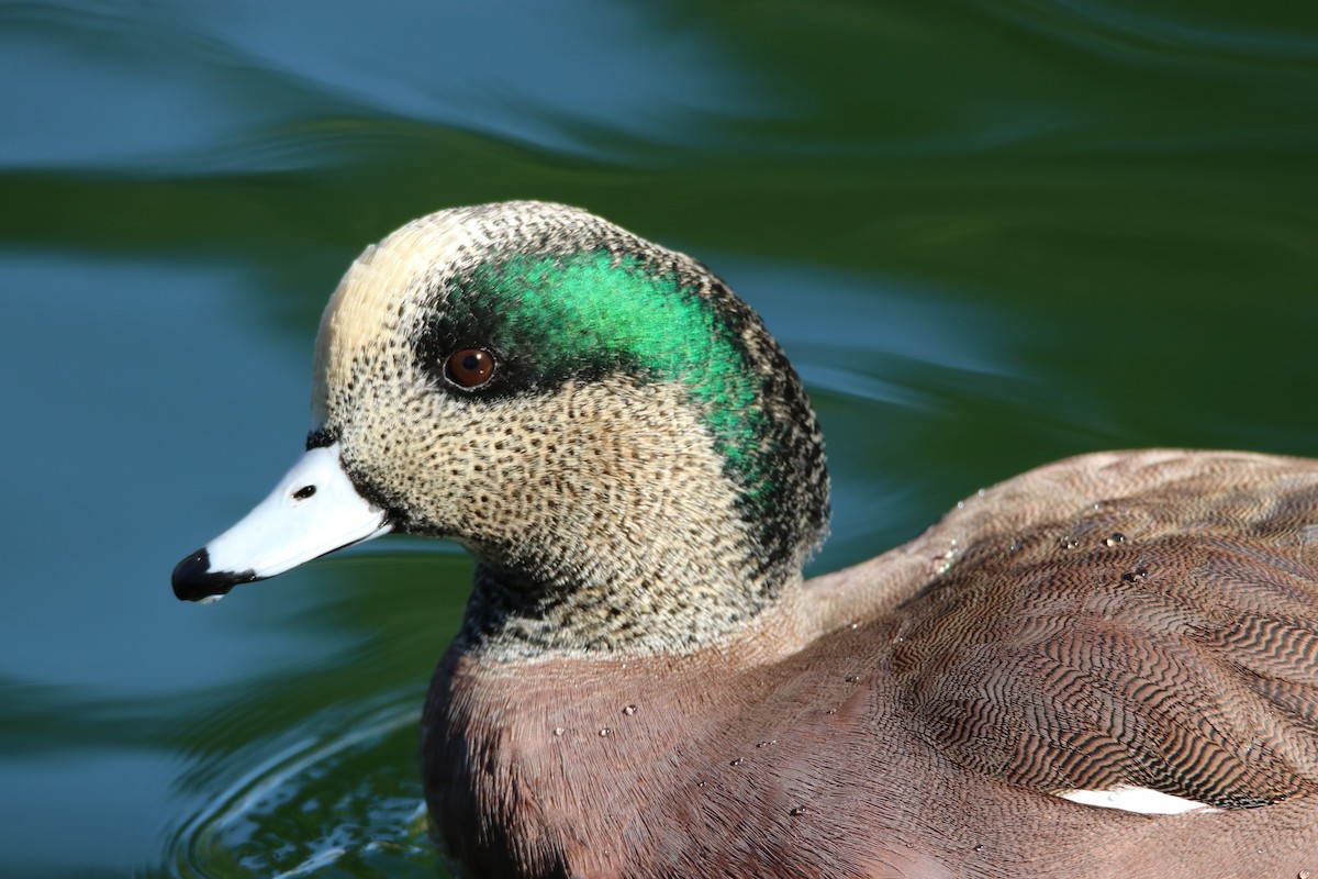 Canard d'Amérique - ML645247952