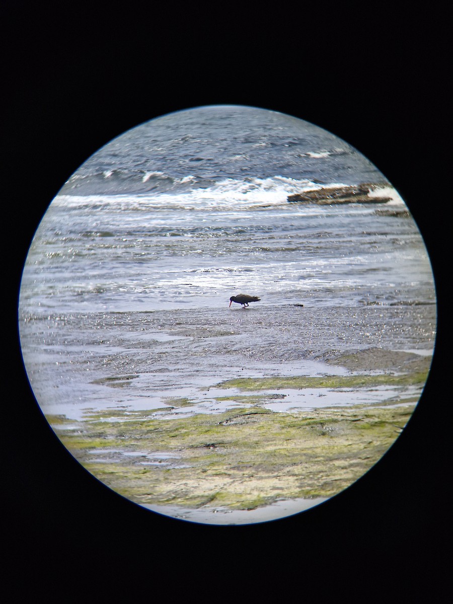 Sooty Oystercatcher - ML645247954
