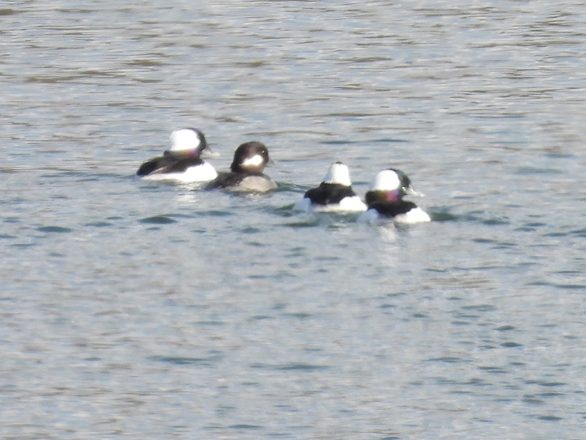 Гоголь-головастик - ML645247956