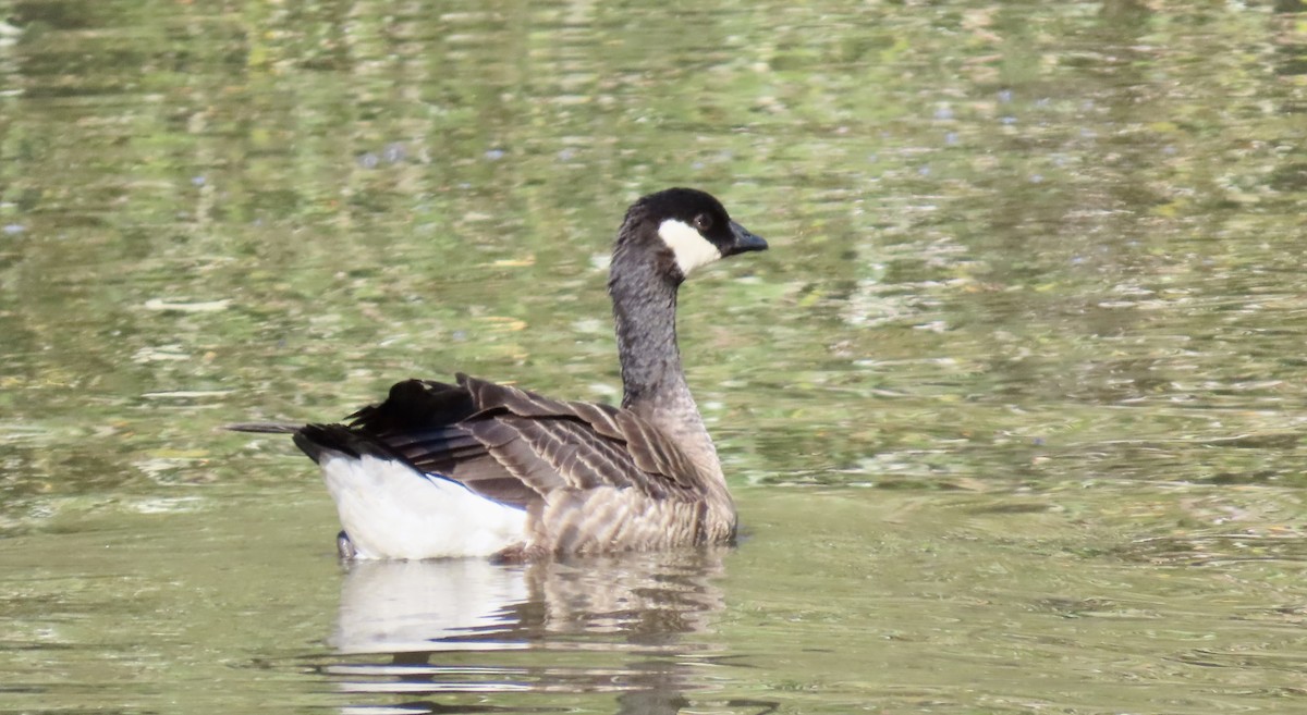 berneška malá - ML645247964