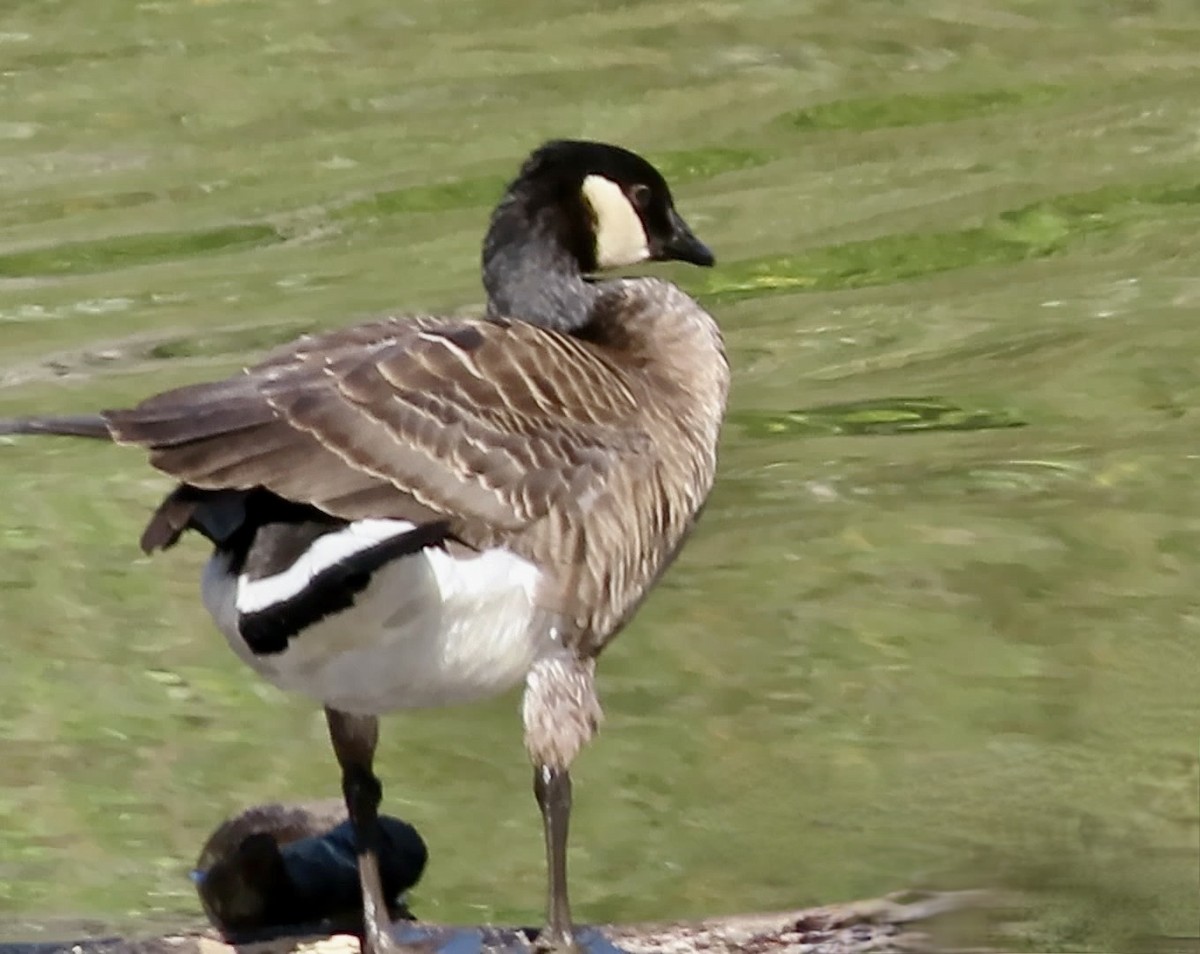 berneška malá - ML645247968