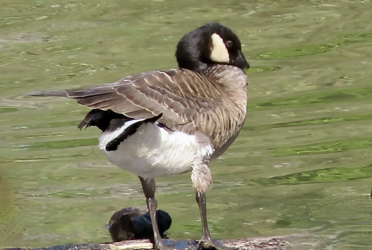 berneška malá - ML645247971