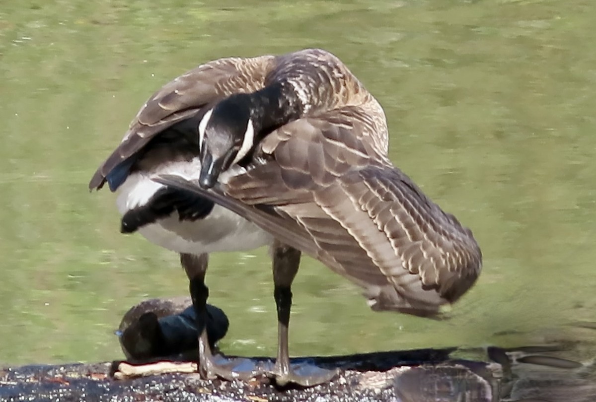 berneška malá - ML645247982