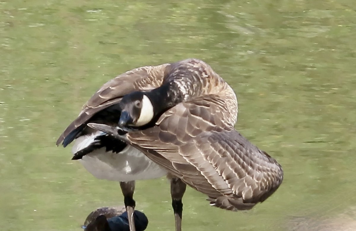 berneška malá - ML645247984