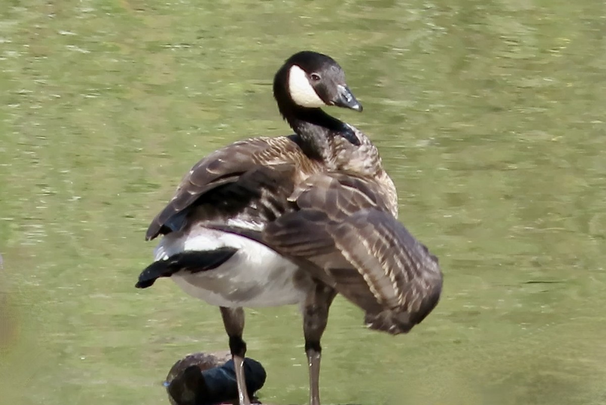 berneška malá - ML645247989