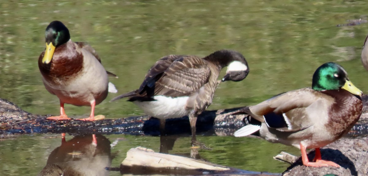 berneška malá - ML645247991