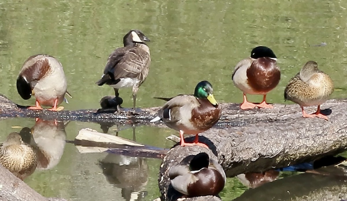 berneška malá - ML645247992