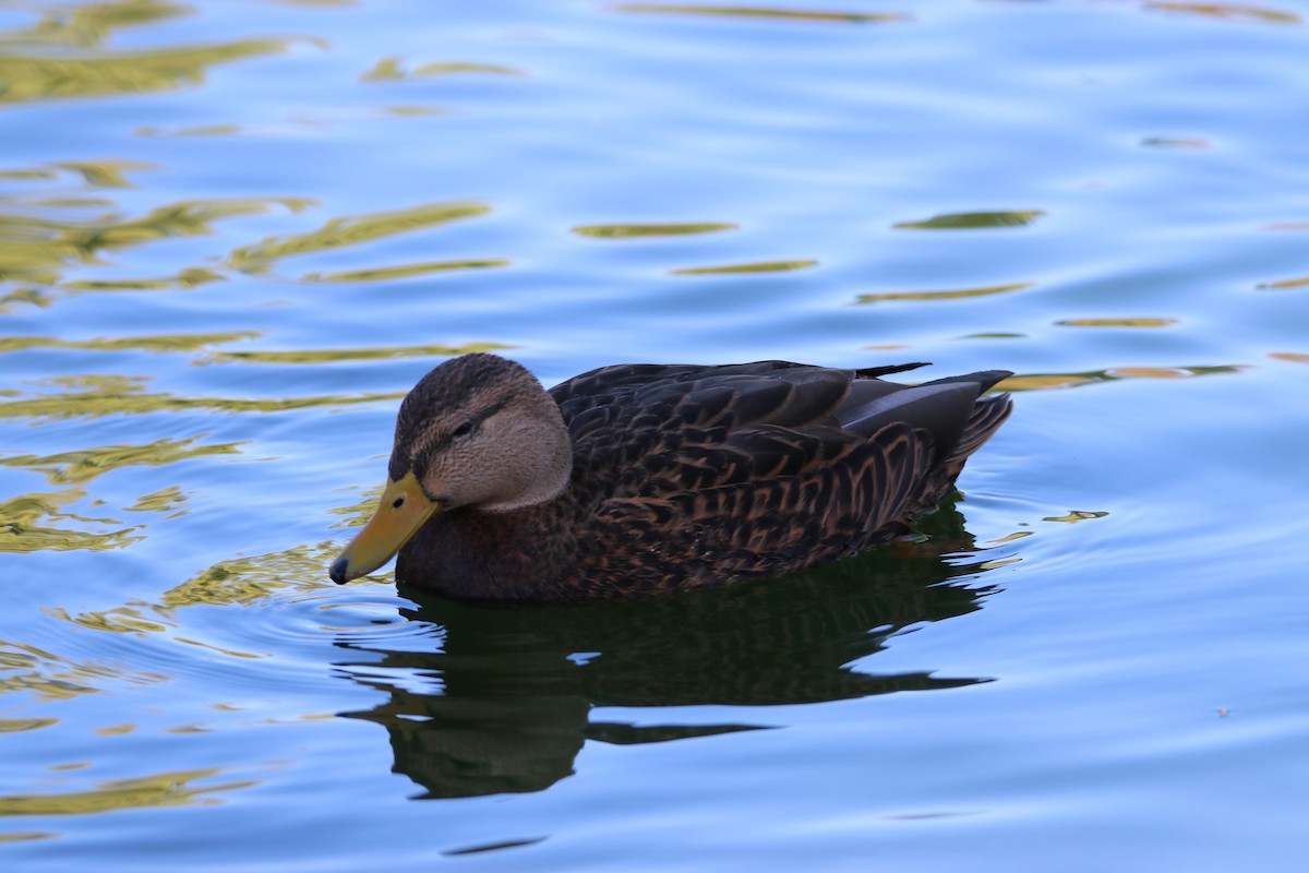 Mallard/Mexican Duck - ML645248001