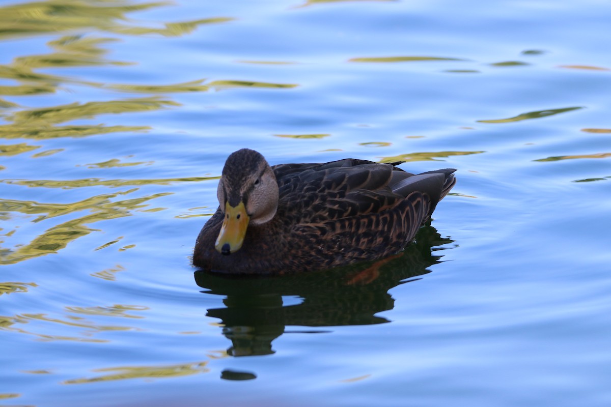 Mallard/Mexican Duck - ML645248002