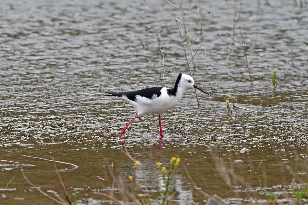 Zankaluze pintoa - ML645248037