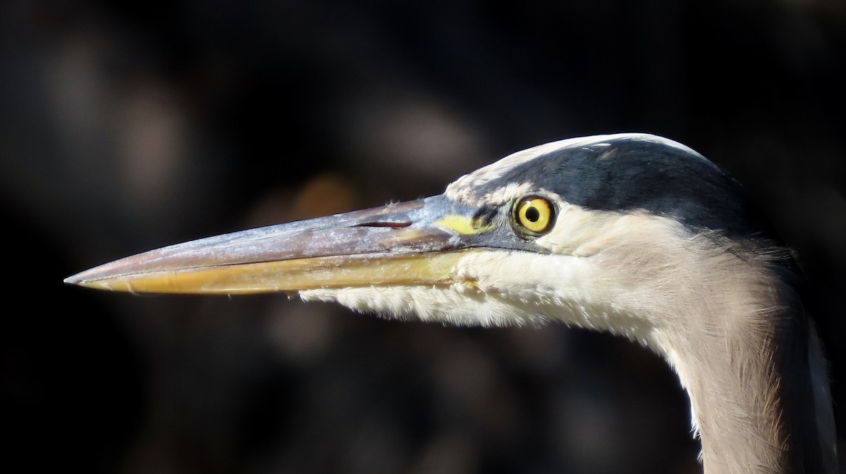 Great Blue Heron - ML645248039