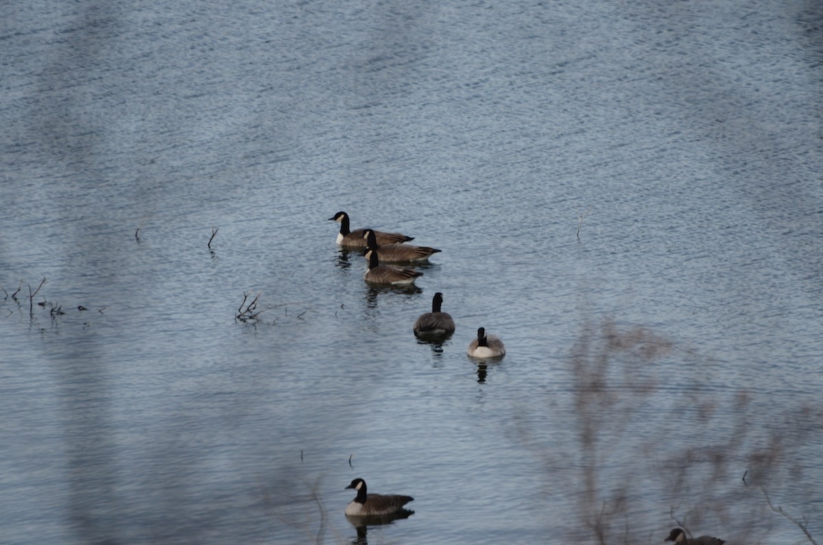 Barnacla Canadiense Grande - ML645248040