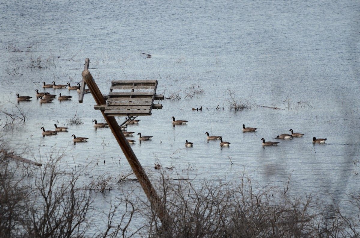 Barnacla Canadiense Grande - ML645248041