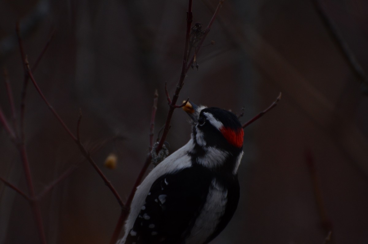 Downy Woodpecker - ML645248047