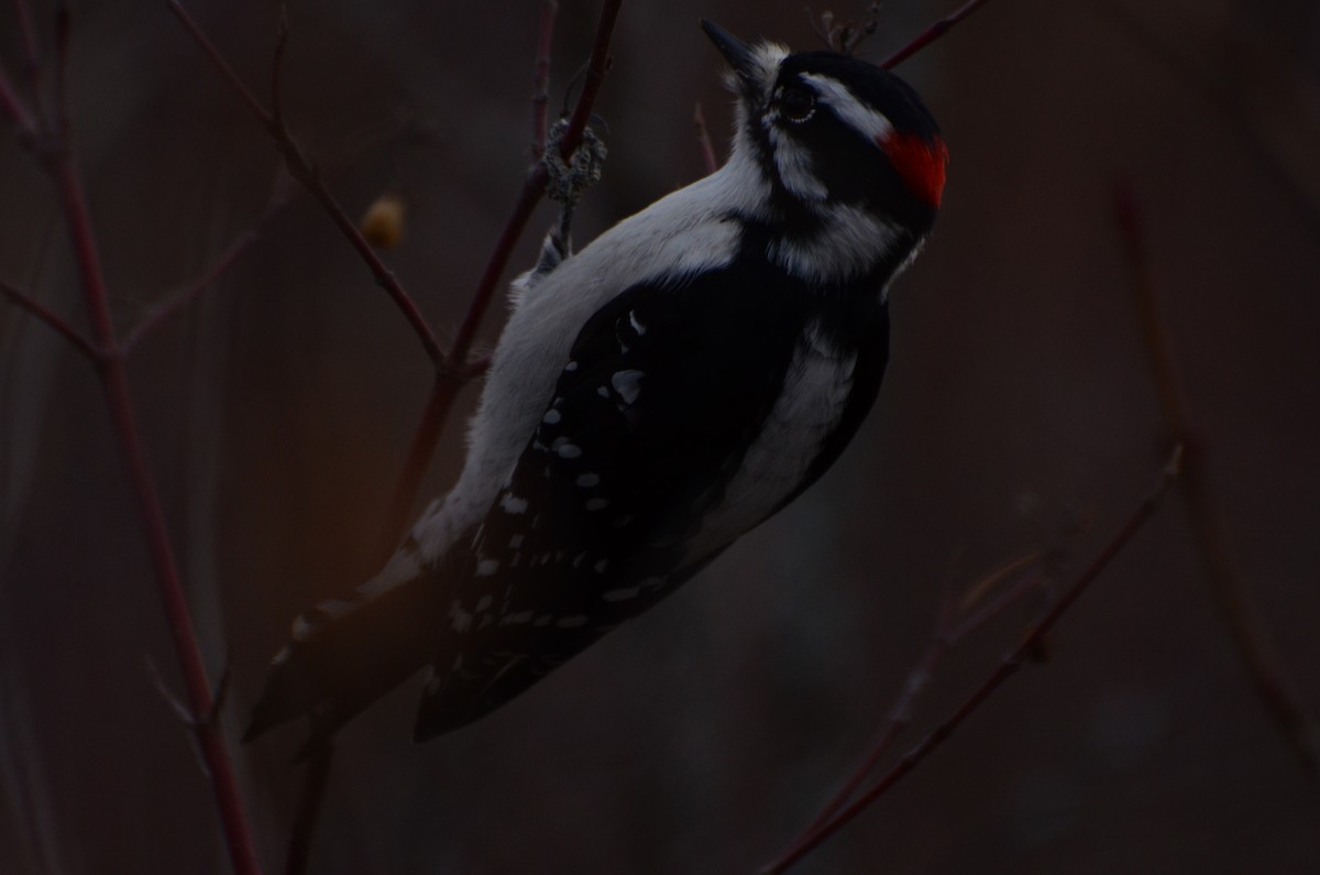 Downy Woodpecker - ML645248049