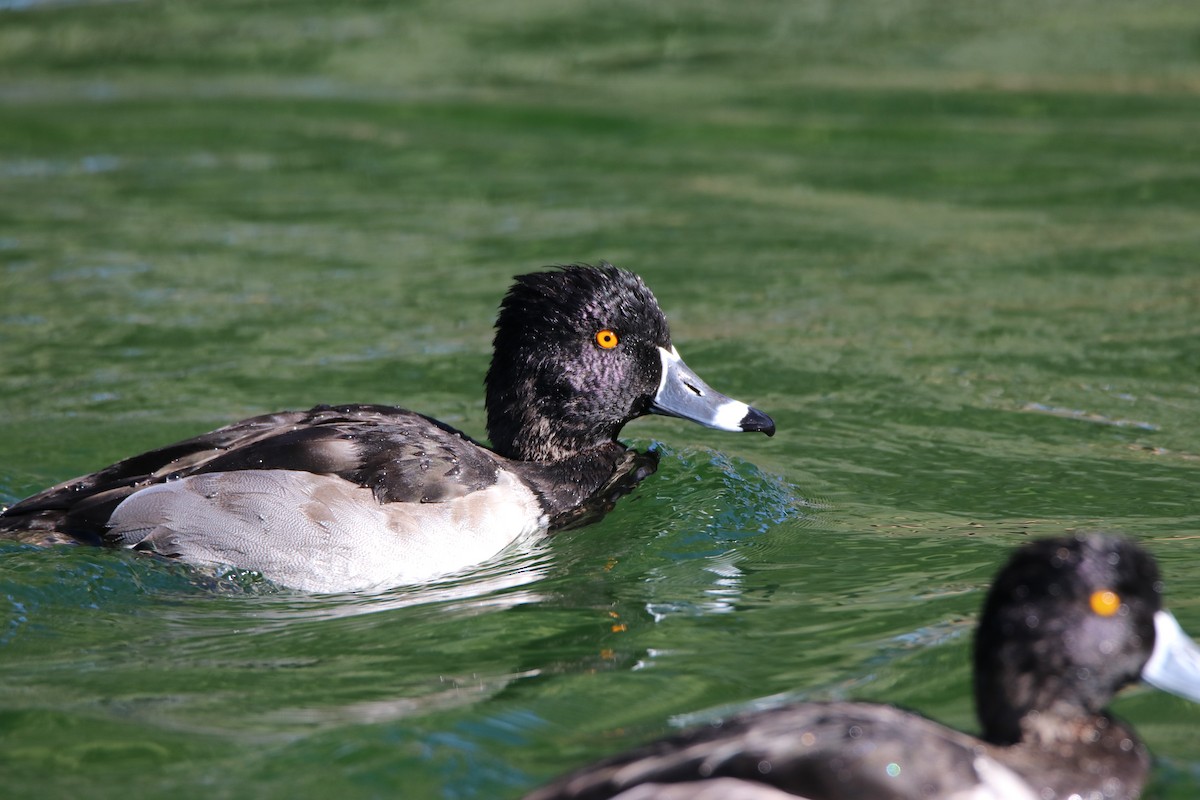 Ring-necked Duck - ML645248052