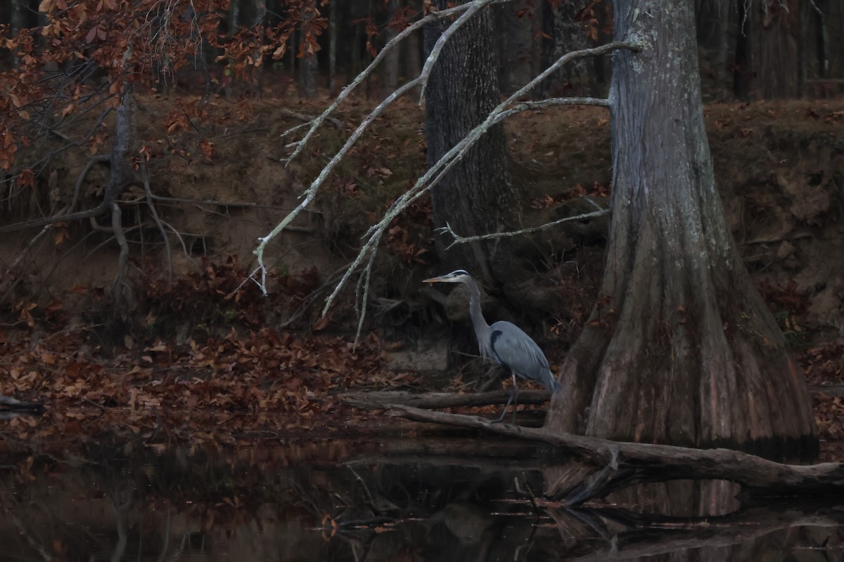 Great Blue Heron - ML645248054