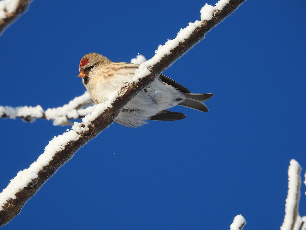 Redpoll - ML645248066