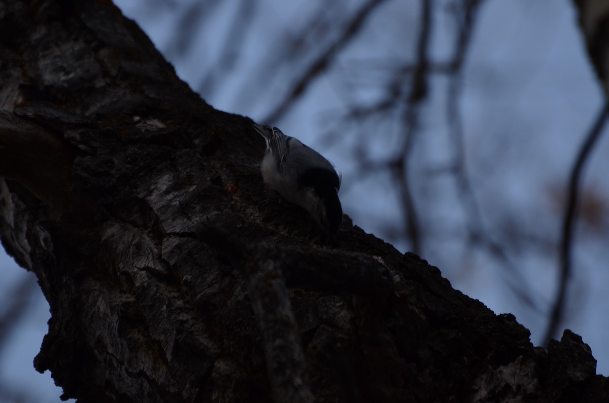 White-breasted Nuthatch - ML645248067