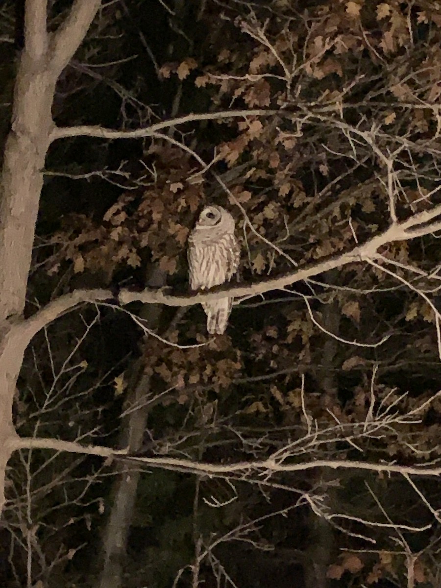 Barred Owl - ML645248085