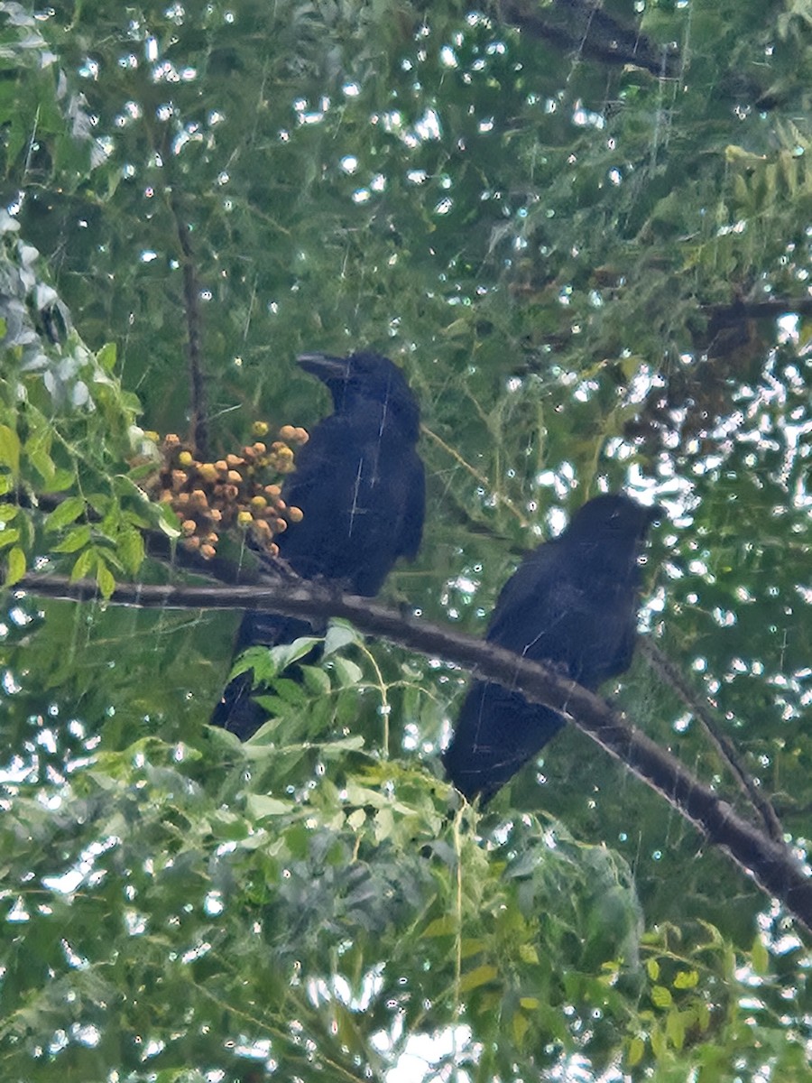 Large-billed Crow - ML645248091