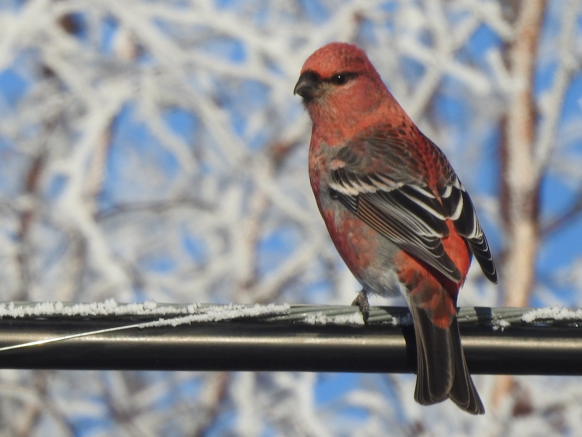 Pine Grosbeak - ML645248093