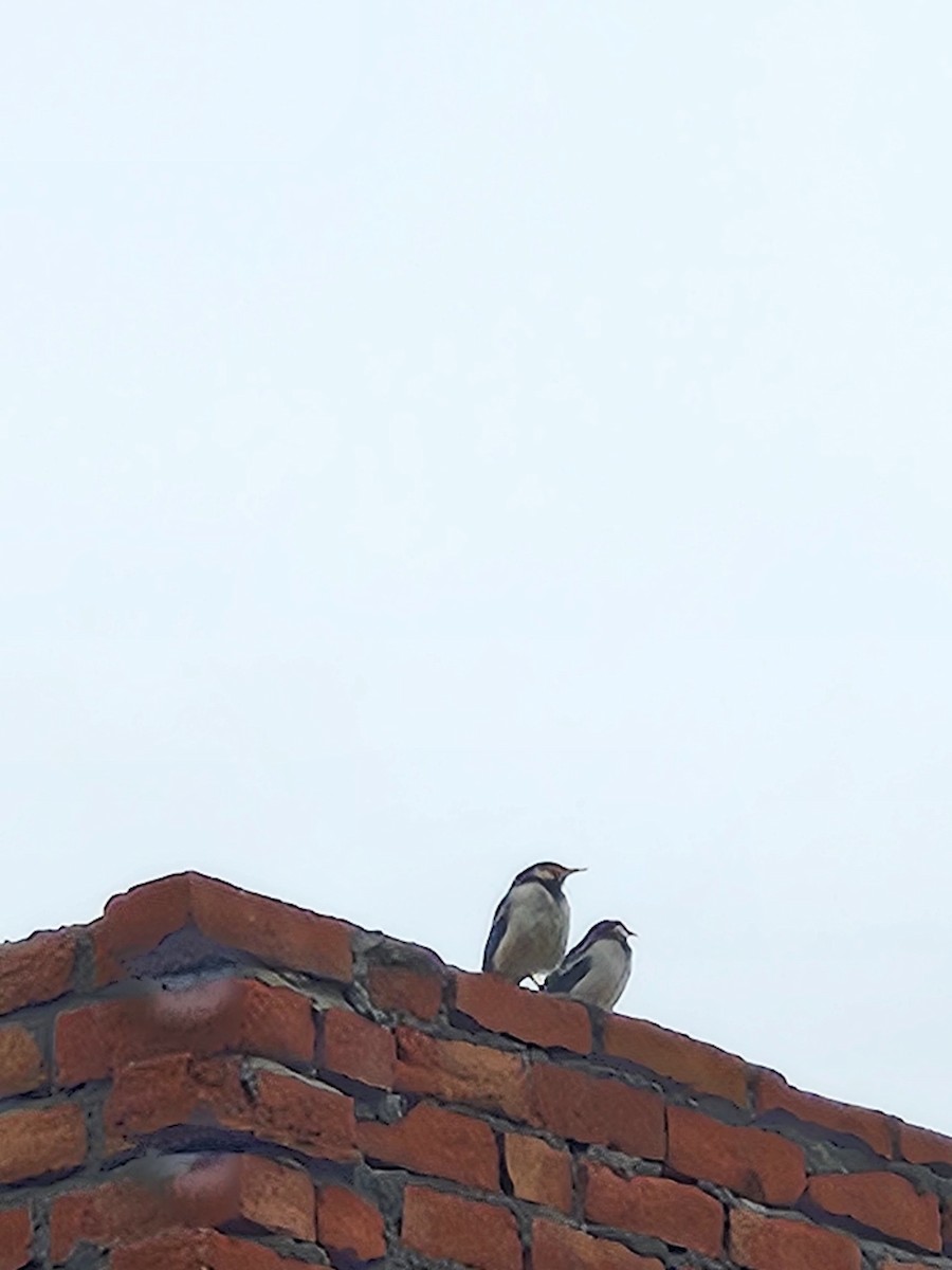 Indian Pied Starling - ML645248094