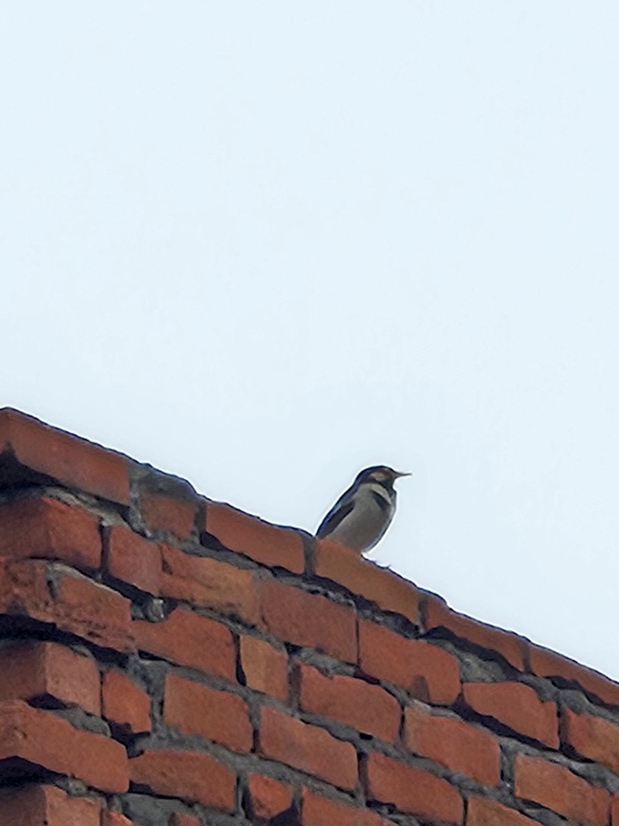 Indian Pied Starling - ML645248095