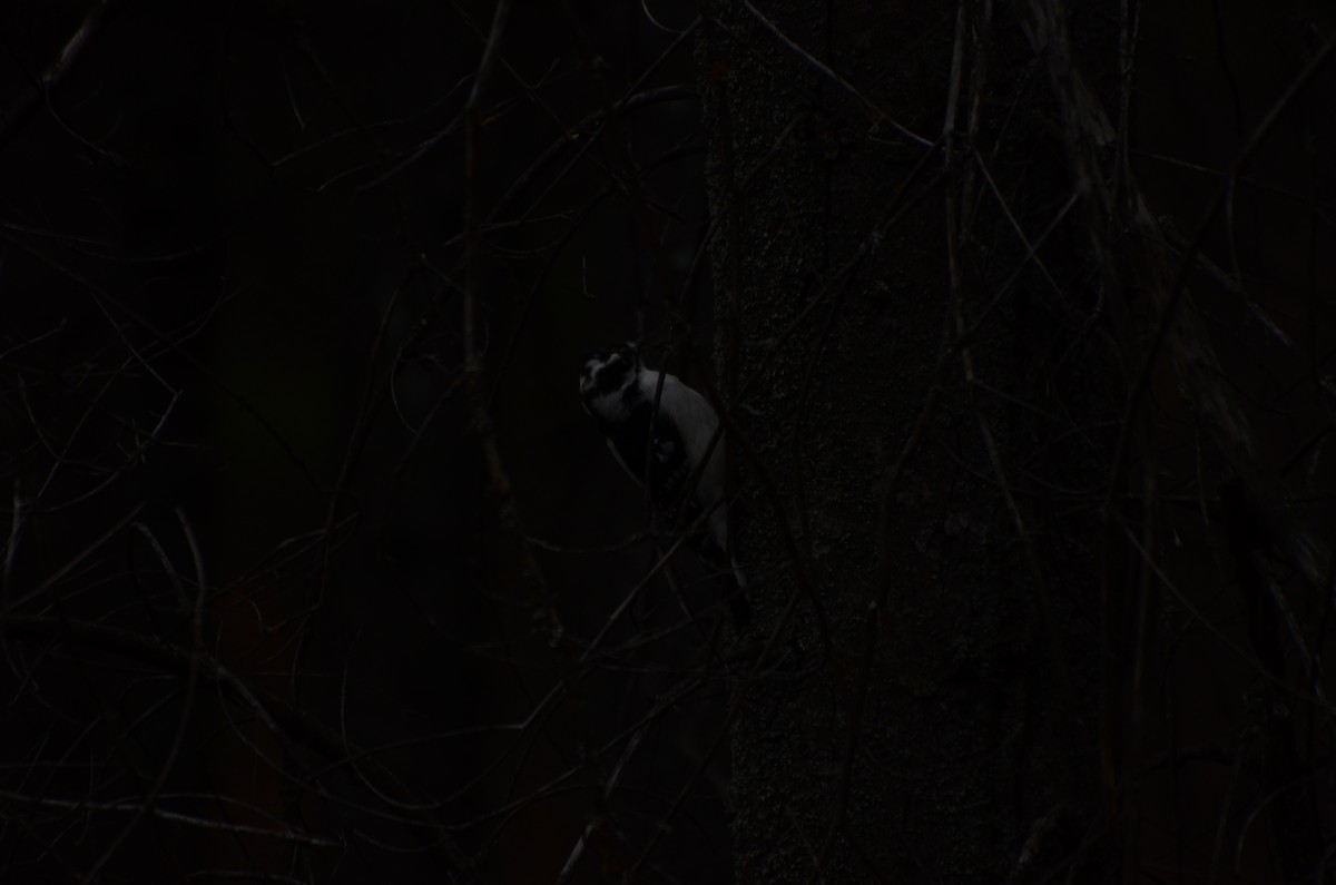 Downy Woodpecker - ML645248096