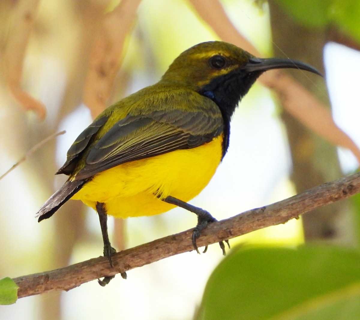 Sahul Sunbird - ML645248099