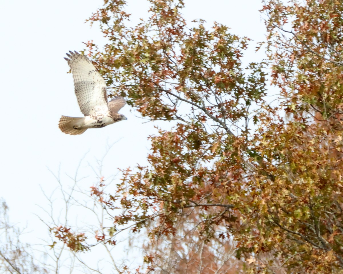 Red-tailed Hawk - ML645248100