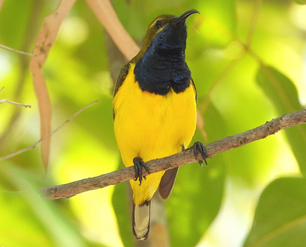 Sahul Sunbird - ML645248102