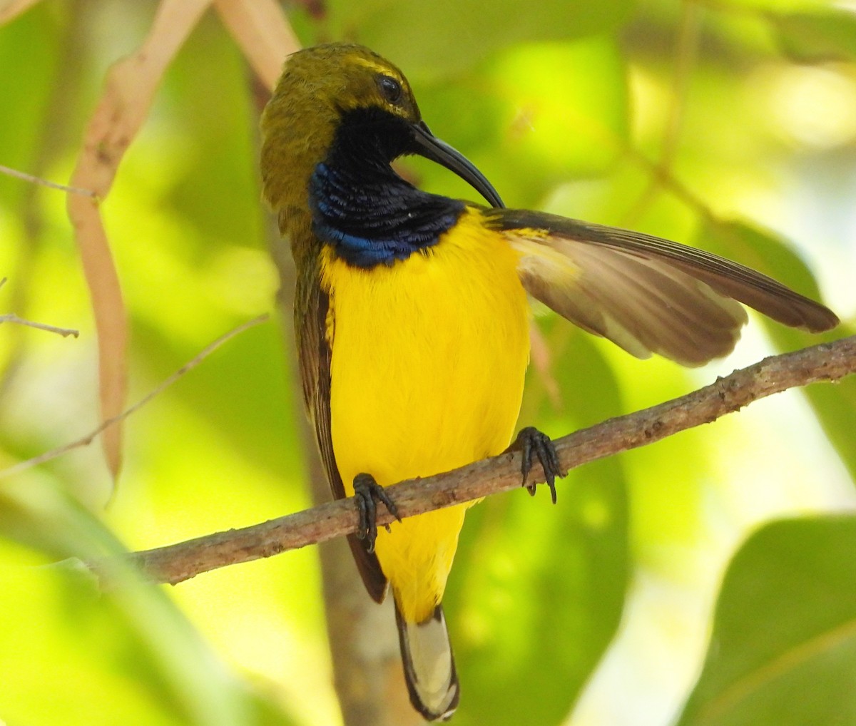 Sahul Sunbird - ML645248103