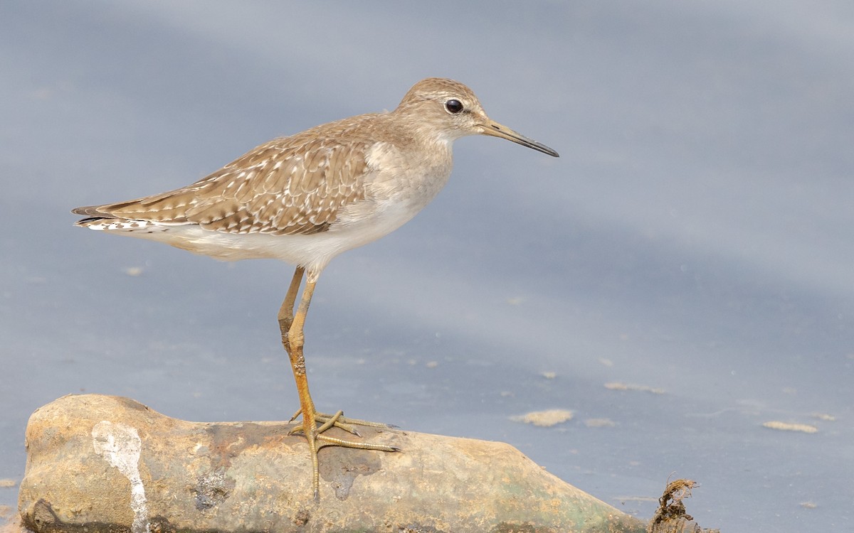 タカブシギ - ML645248111